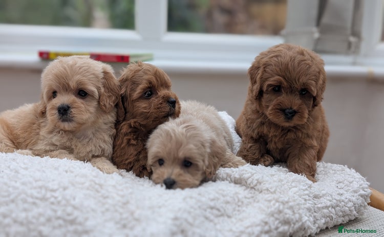 Maltipoo dogs - Advert 2