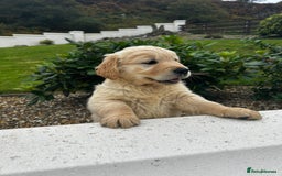 Golden Retriever dogs for sale: Stunning Golden Retriever Pups - Image 7