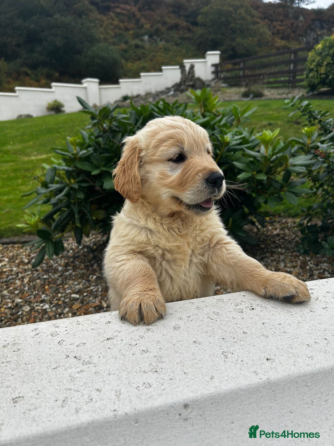 Golden Retriever dogs for sale: Stunning Golden Retriever Pups - Image 7