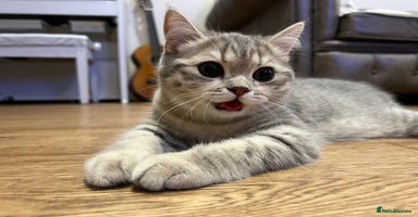 Scottish Fold cats - Advert 7