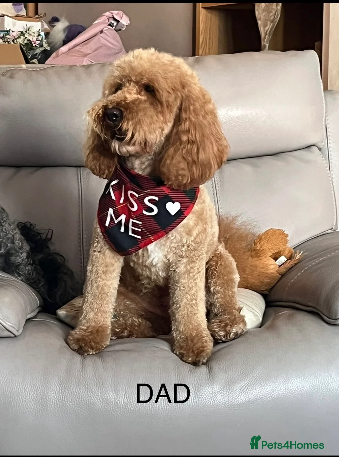 Cockapoo dogs for sale: Beautiful F2 Cockapoo Puppies - Advert 2