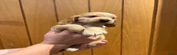 Cocker Spaniel dogs for sale: 7 Beautiful Show Cocker Spaniels - Advert 6