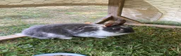 Mini Lop rabbits for sale: Three rabbits for sale - Advert 5