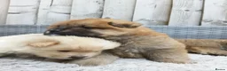 Chow Chow dogs for sale: Chow Chow puppies for sale - Advert 9