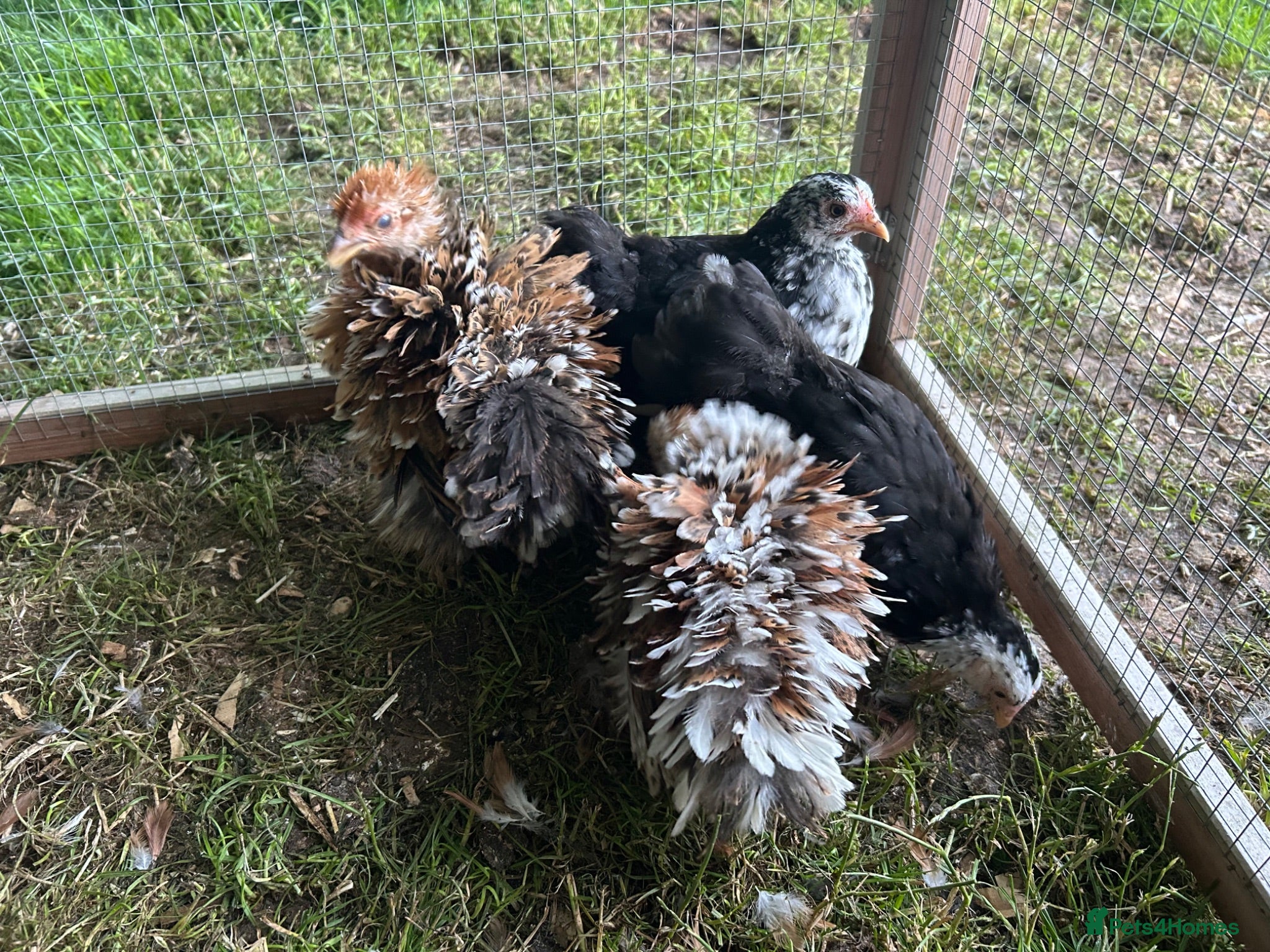 Chickens poultry Pekin chickens - chicks/growers/pullets - Advert 1