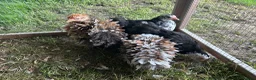 Chickens poultry for sale: Pekin chickens - chicks/growers/pullets - Advert 1