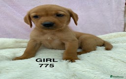 Labrador Retriever dogs for sale: Labrador Retriever - Image 34
