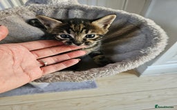 Savannah cats for sale: Beautiful Savannah cross kittens for sale - Advert 11