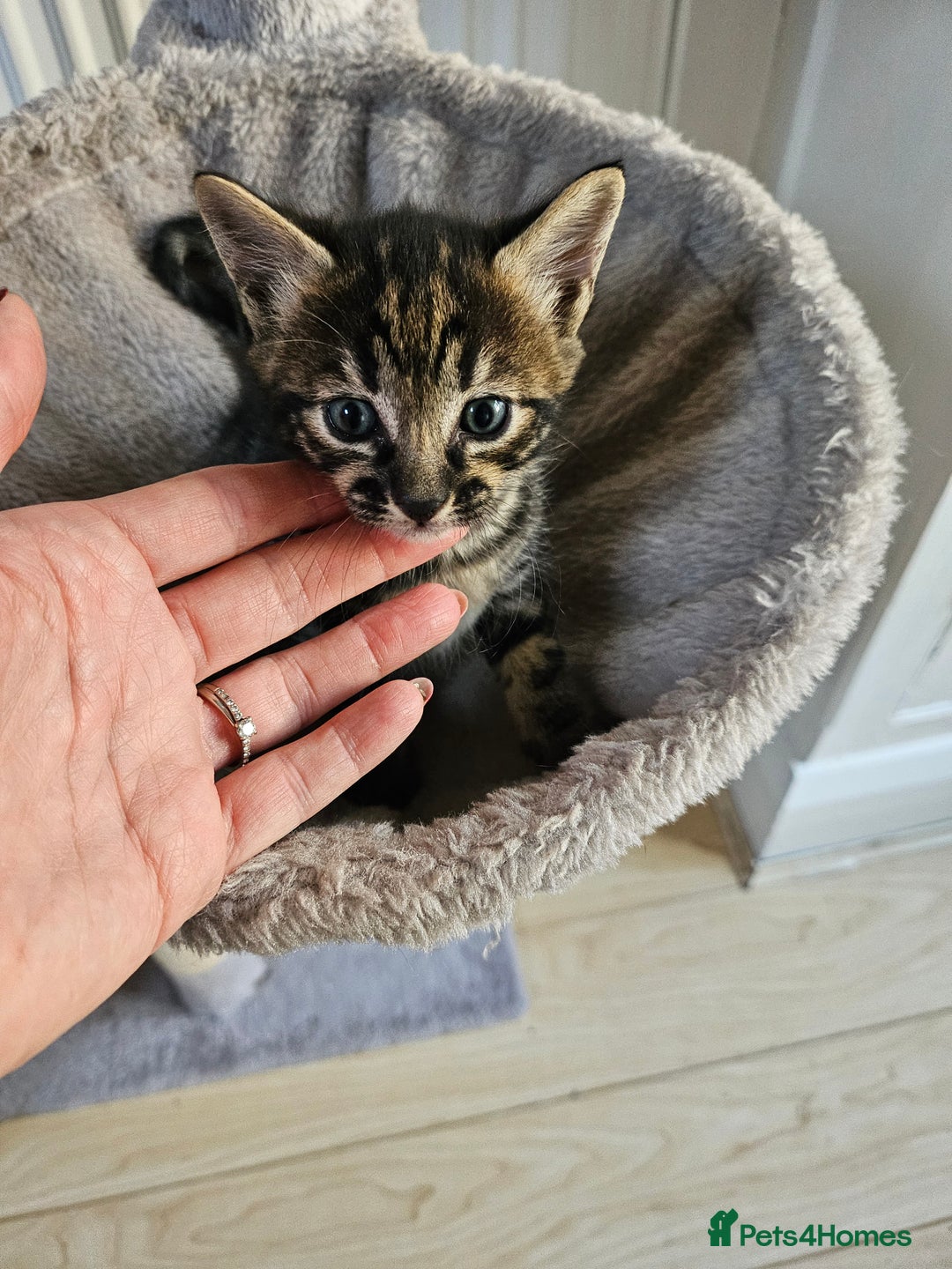 Savannah cats for sale: Beautiful Savannah cross kittens for sale - Advert 11