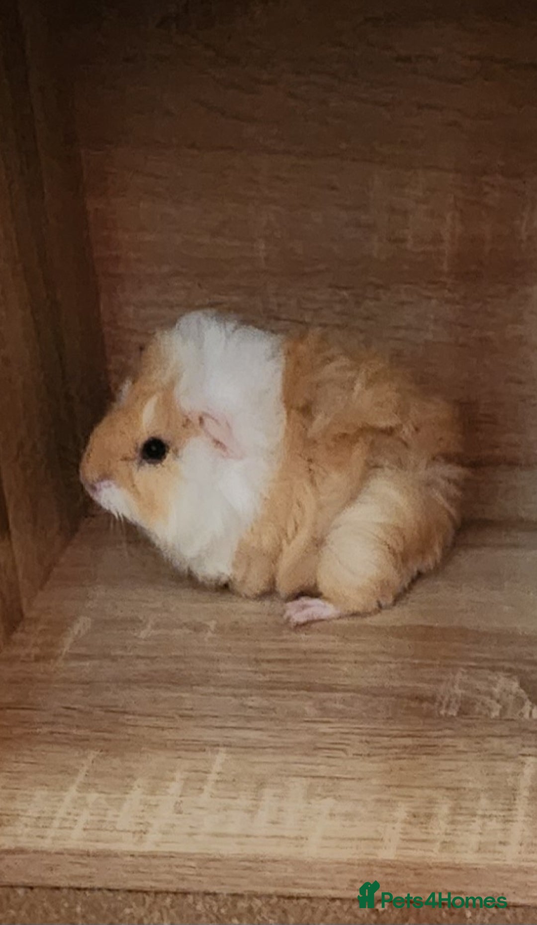 Guinea Pig rodents for sale: Adorable Guinea Pig - Image 2