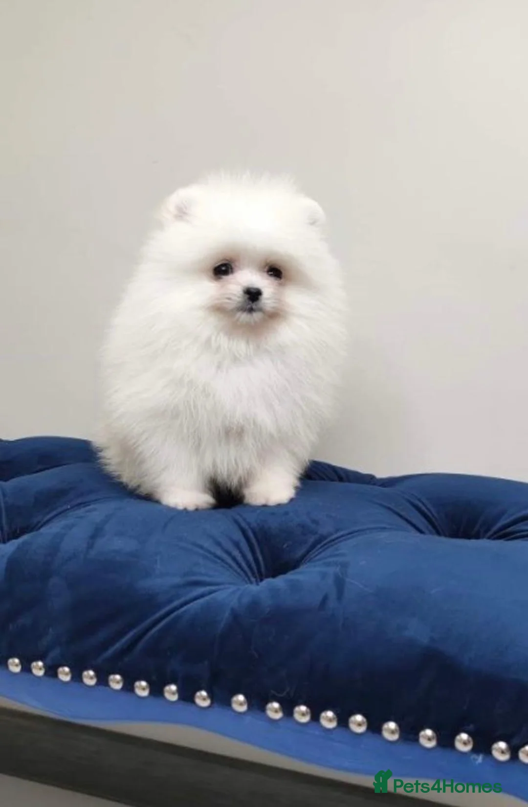 Pomeranian dogs for sale: White/cream Pomeranian puppies  - Advert 3