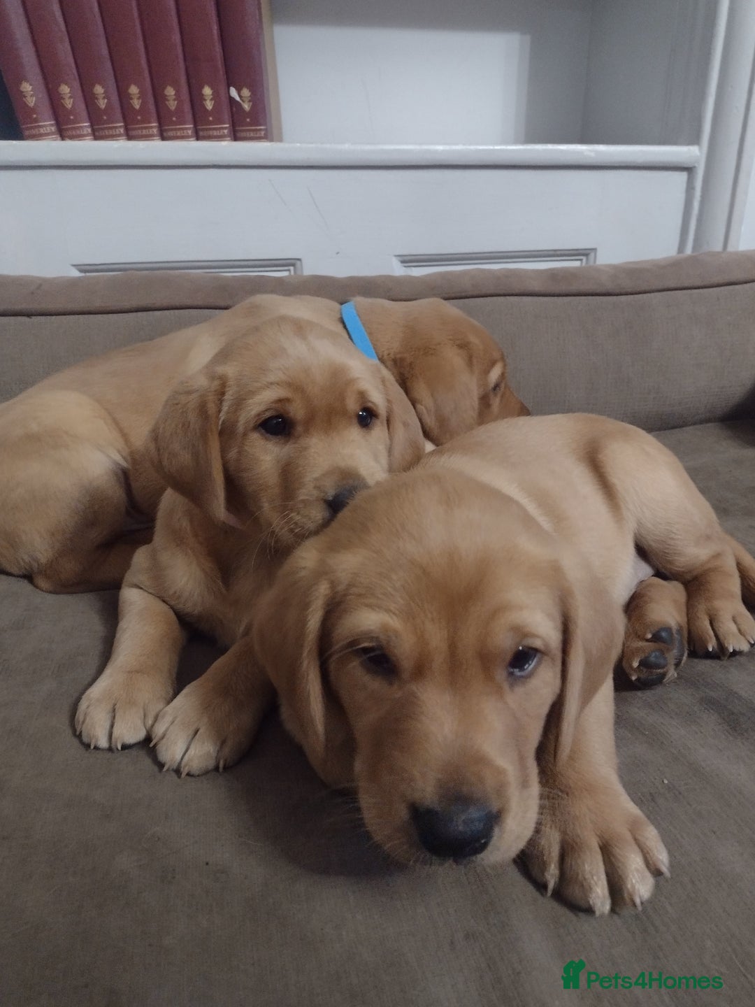Labrador Retriever dogs for sale: Beautiful Fox Red Labrador  - Advert 4
