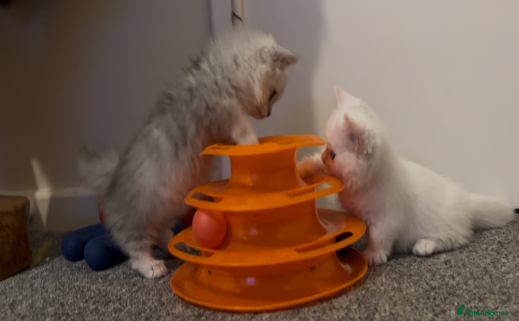 Munchkin cats - Advert 1
