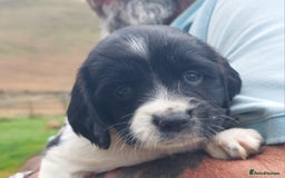 English Springer Spaniel dogs for sale: Quality Spaniel Litter at Sandaharr  - Image 29