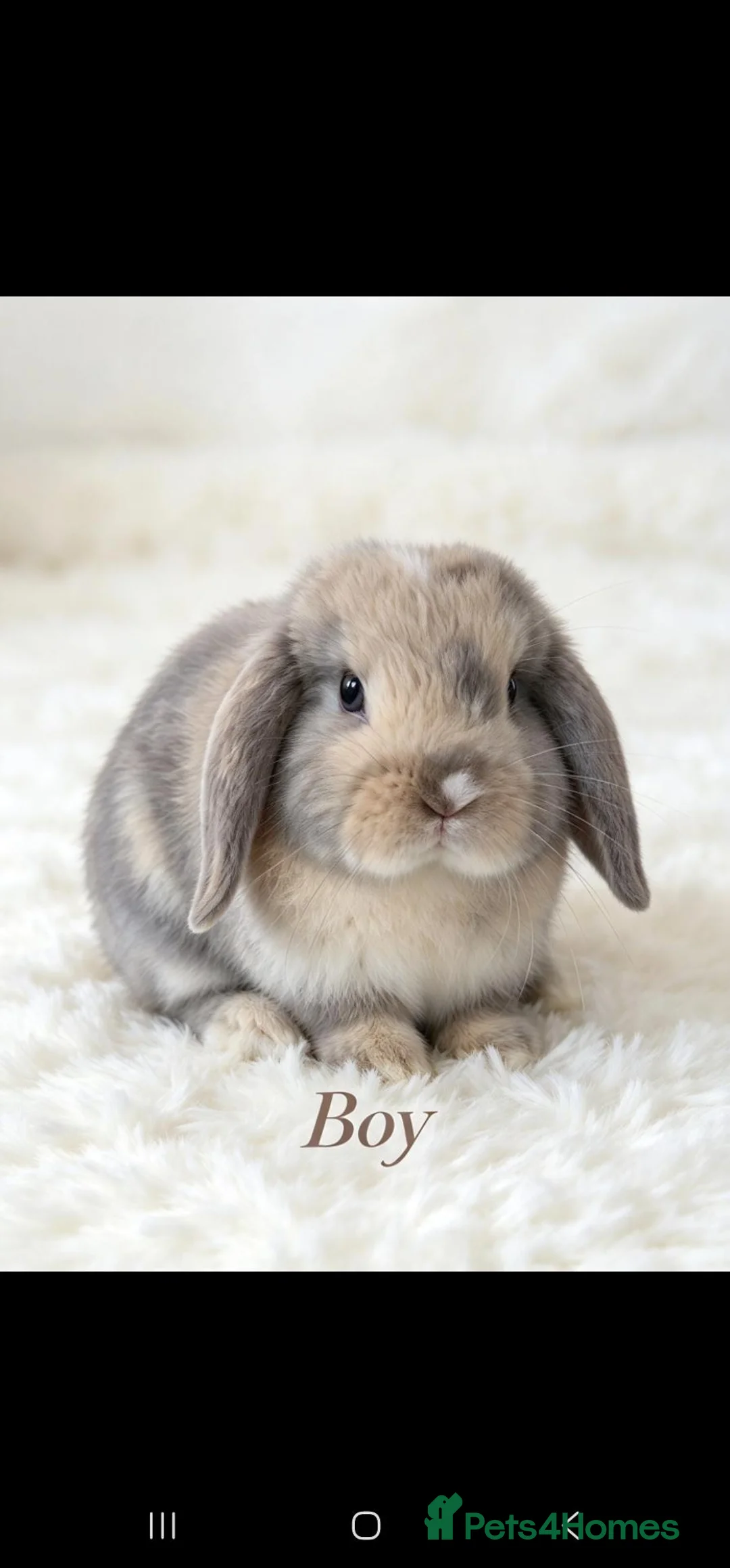 Mini Lop rabbits for sale: 4 adorable bunnies  in Leicester - Advert 2