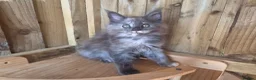 Maine Coon cats for sale: Pure Bred Maine Coon Kittens - Advert 24