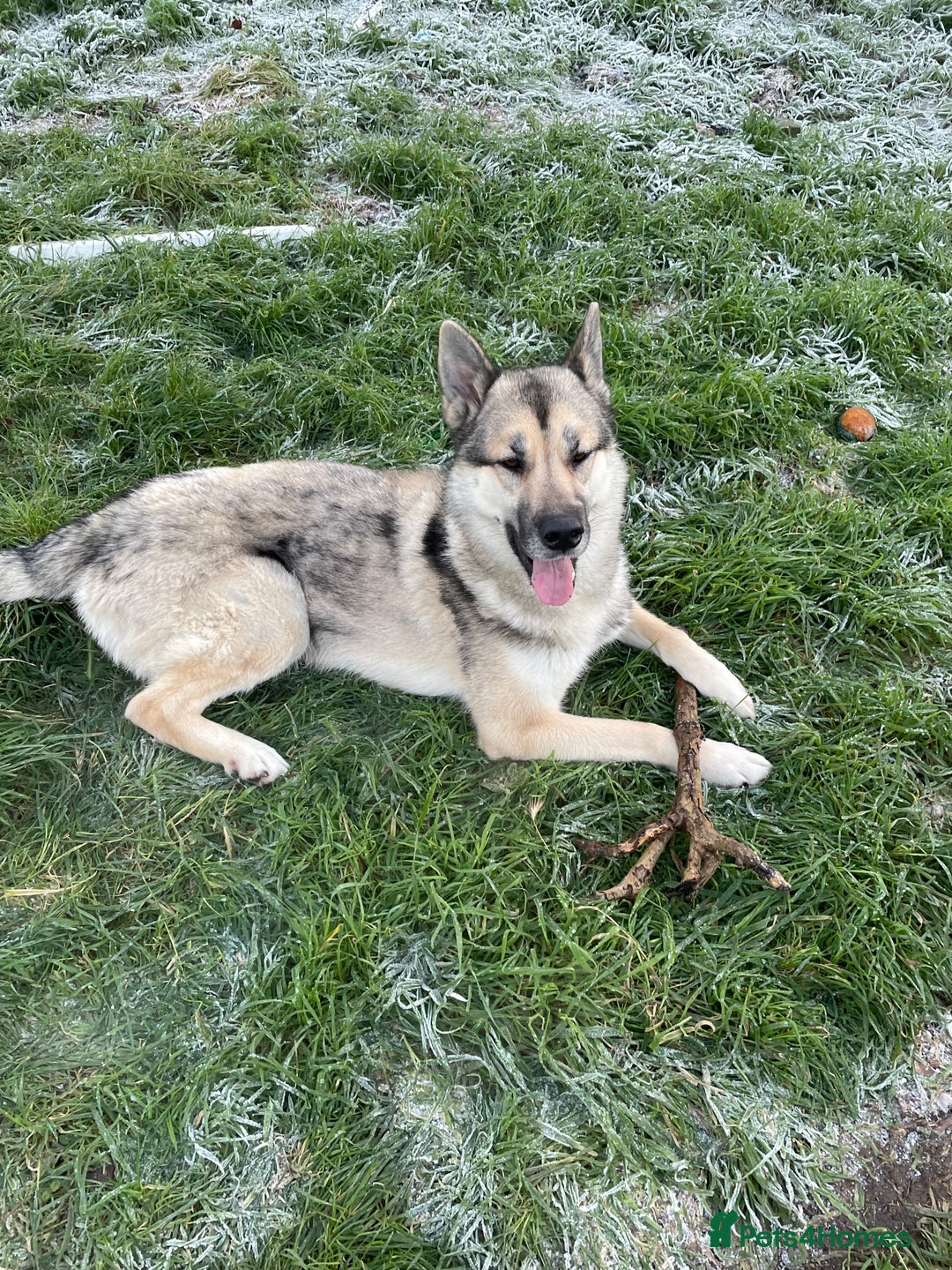 Shepsky dogs for sale: Shepsky ‘scrappy’ 3years  - Advert 4