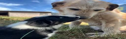 Mixed Breed dogs for sale: 🐾 COLLIE x LURCHER PUPPIES – 3 HANDSOME BOYS 🐾 - Advert 12