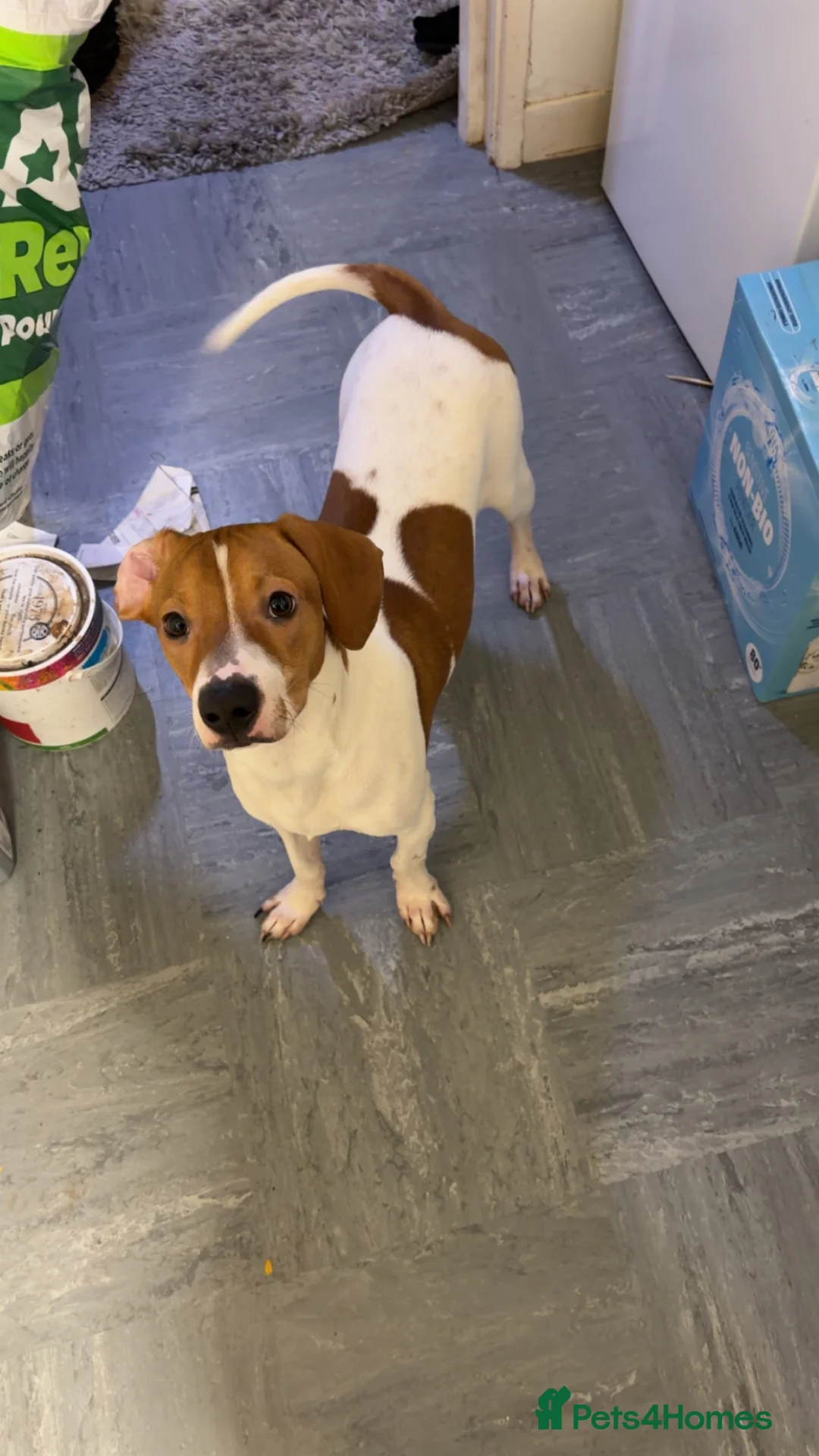 Mixed Breed dogs for sale: Rolo  - Advert 2