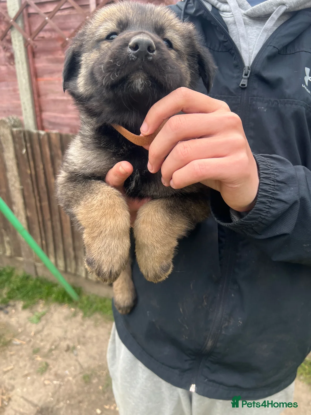 German Shepherd dogs for sale: 9 beautiful German shepherd puppies ready to go  in Feltham - Advert 2