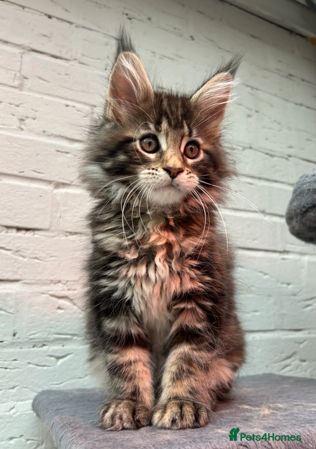 Maine Coon cats for sale: TICA reg Pedigree Maine Coon Kittens  - Advert 24
