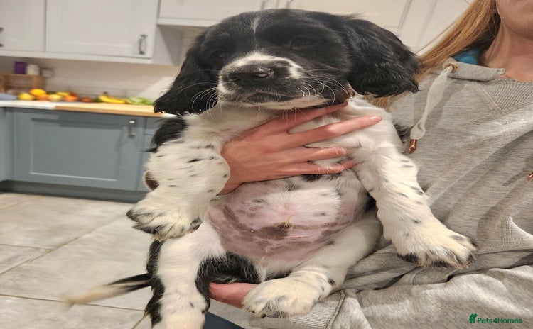 English Springer Spaniel dogs - Advert 2