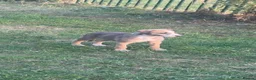Mixed Breed dogs for sale: Lurcher bitch in Crook - Advert 1
