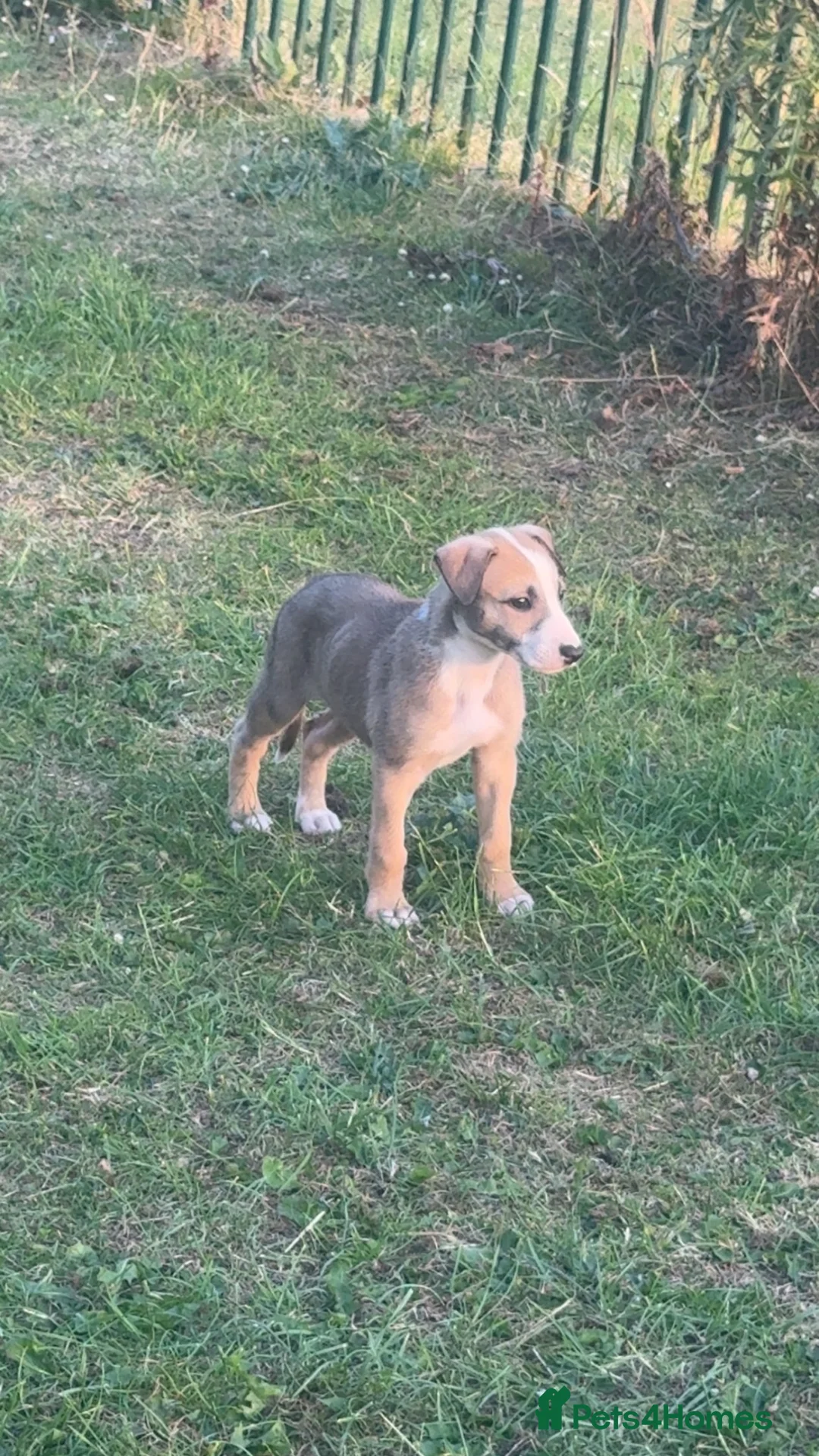 Mixed Breed dogs for sale: Lurcher bitch in Crook - Advert 1