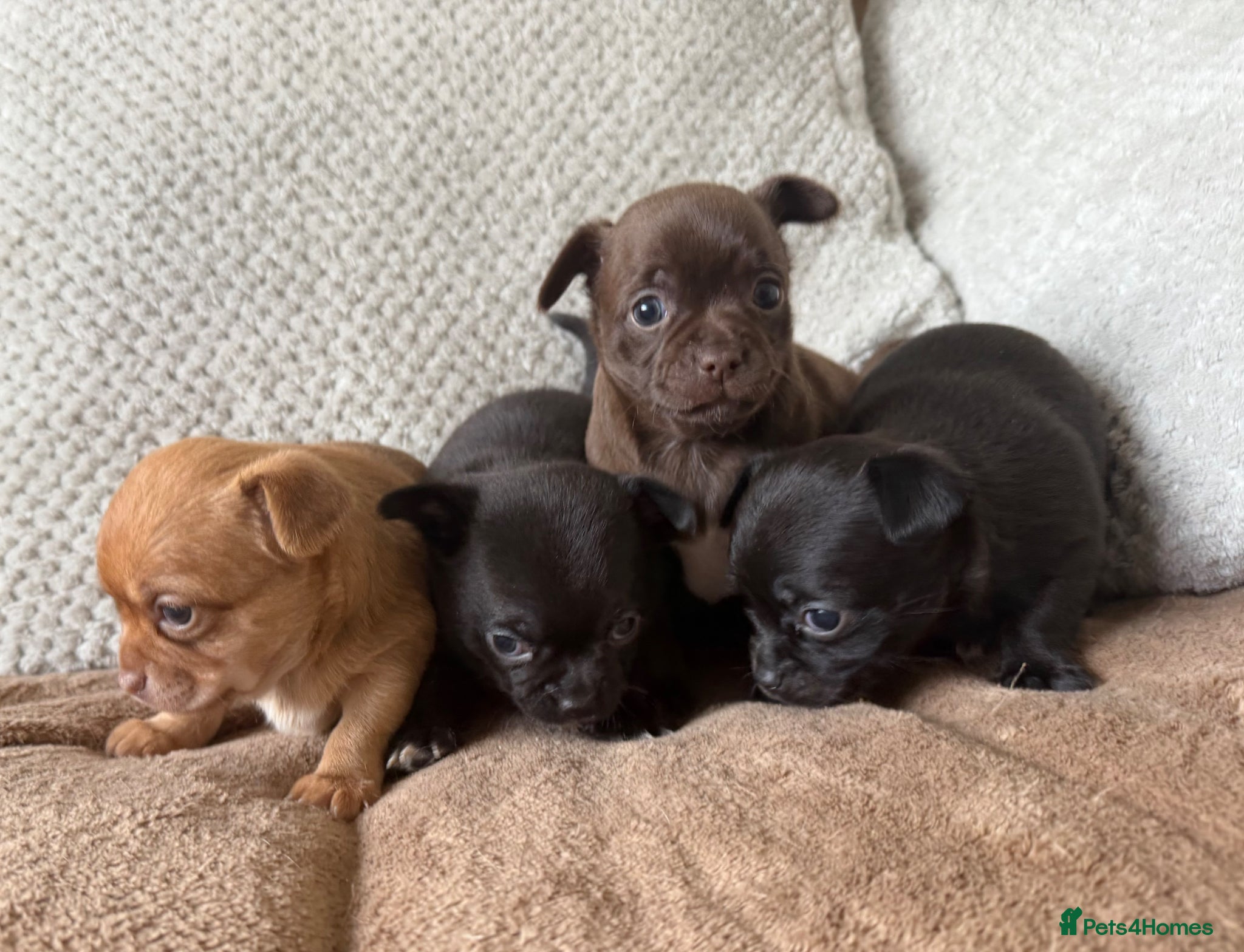 Chihuahua dogs Stunning Chihuahua Puppies - Advert 3