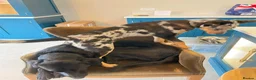 Australian Kelpie dogs for adoption: Binky - Advert 5