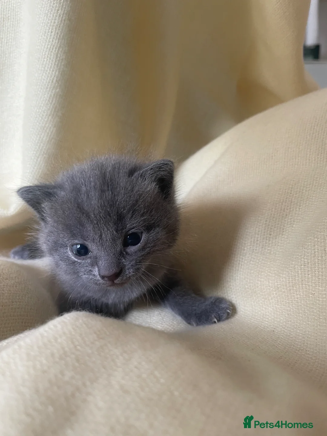 Mixed Breed cats for sale: Mixed Kittens - Some are Bengal Mix  in Brighton - Advert 12