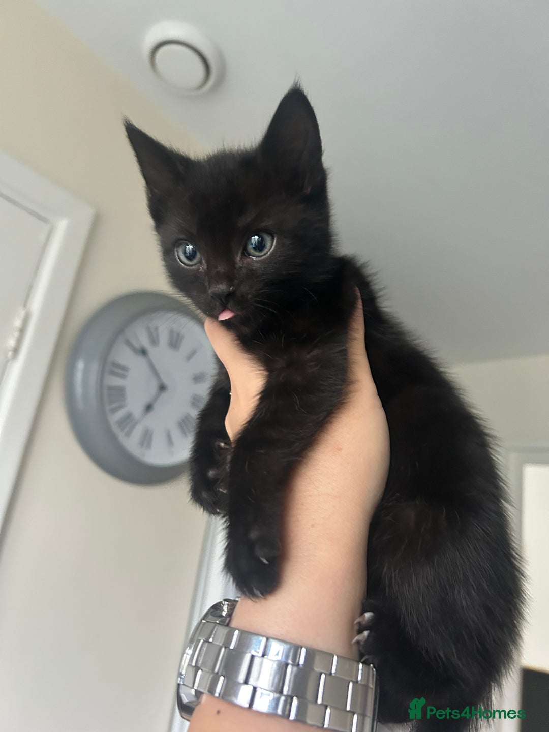 British Longhair cats for sale: Ready to home🤍 3 Black Tabby & 2 Multicoloured - Image 5