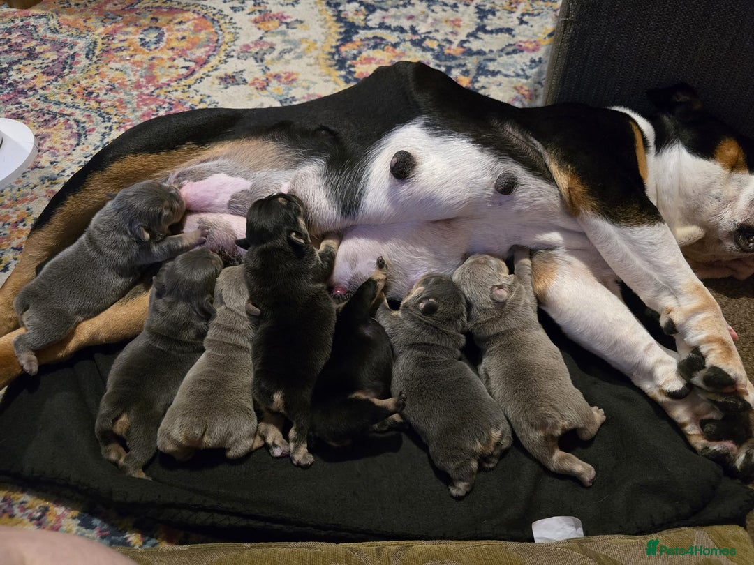 Mixed Breed dogs for sale: Tri English bulldog French mix (frenglish) - Image 22