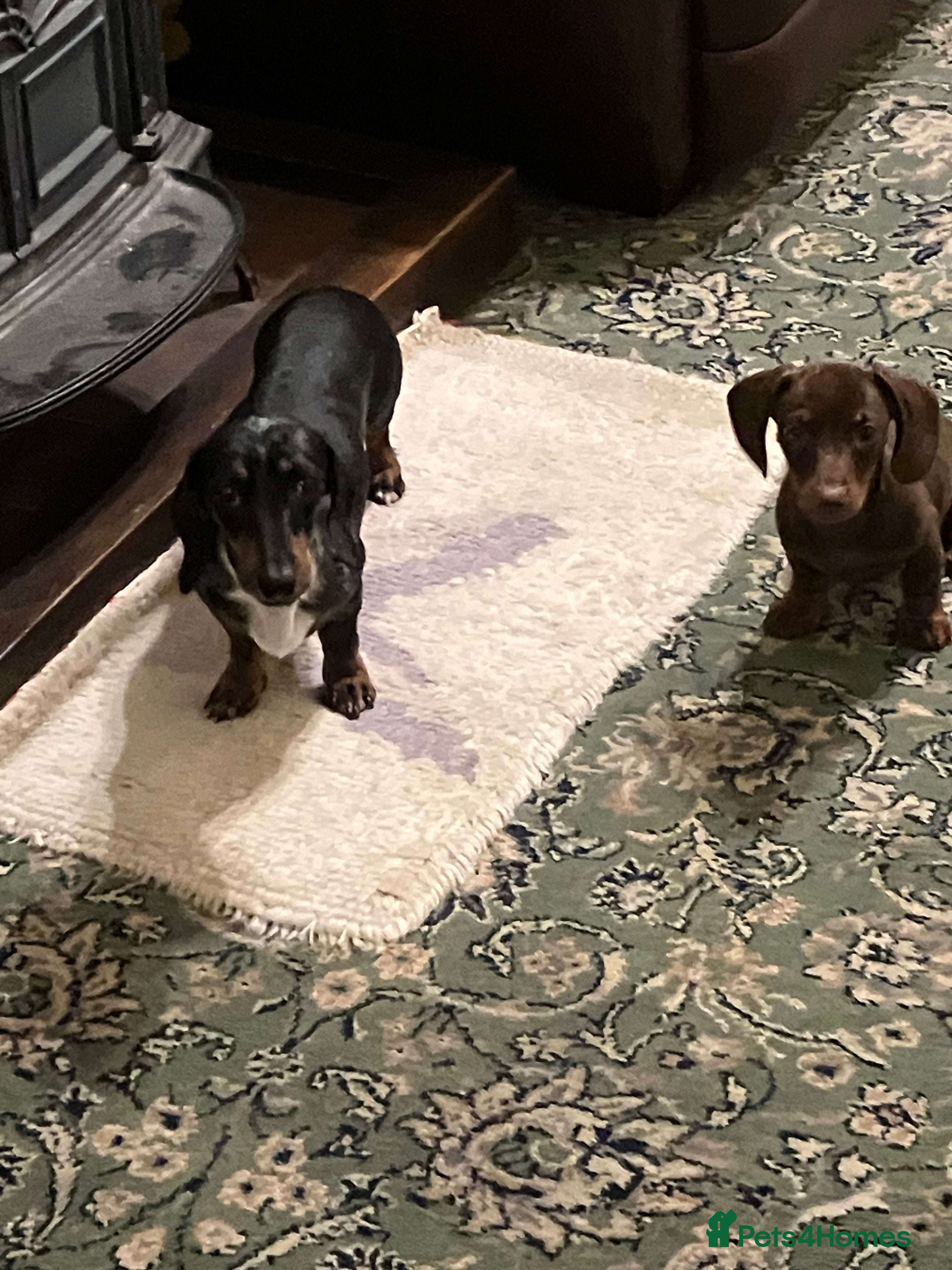 Miniature Dachshund dogs KC Registered Mini Dachshund  - Advert 3