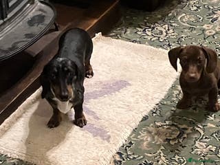 Miniature Dachshund dogs SOLD KC Registered Mini Dachshund - Advert 12