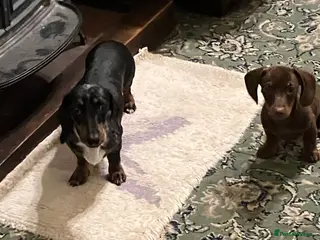 Miniature Dachshund dogs SOLD KC Registered Mini Dachshund - Advert 9
