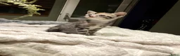 Mixed Breed cats for sale: New batch of Cuties in Basingstoke - Advert 16