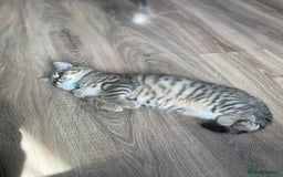 Scottish Fold cats for sale: Scotish Fold for Sale! Summer Holiday baby's! - Image 12