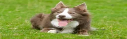 Border Collie dogs for stud: Exceptional Lilac & White DNA clear Border Collie in Saint Asaph - Advert 20