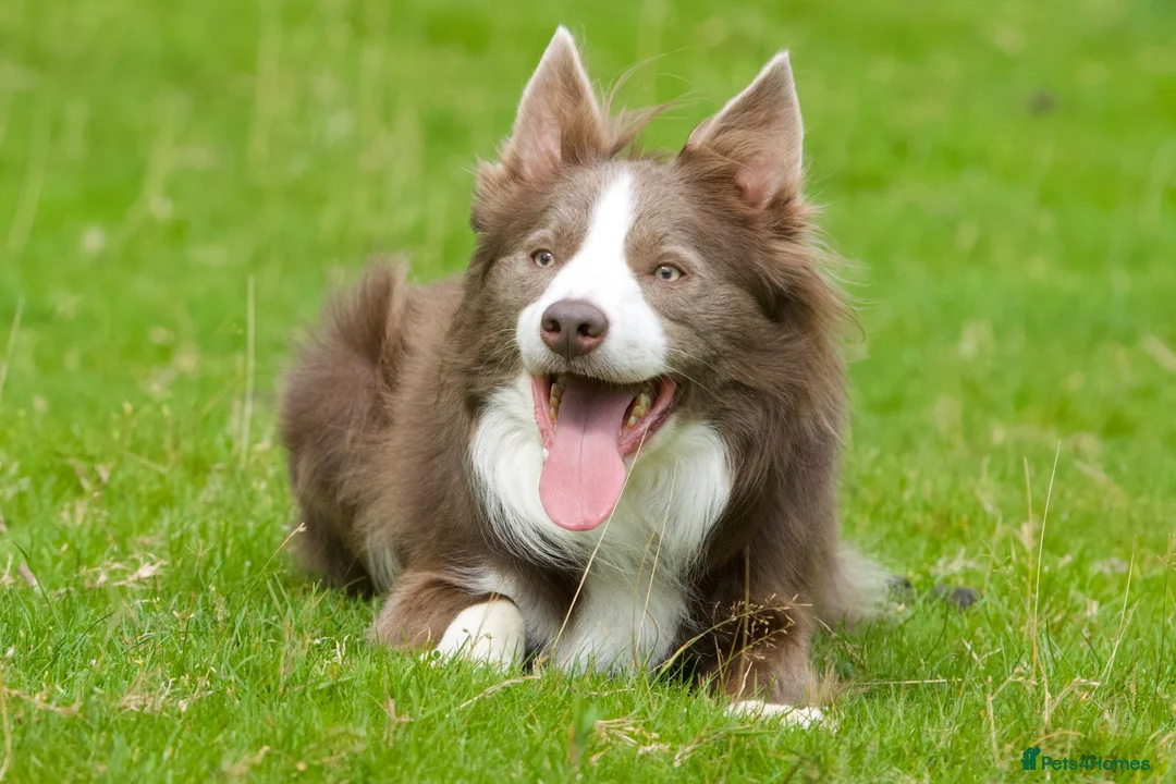 Border Collie dogs for stud: PROVEN STUD Lilac & White DNA clear Border Collie - Advert 1