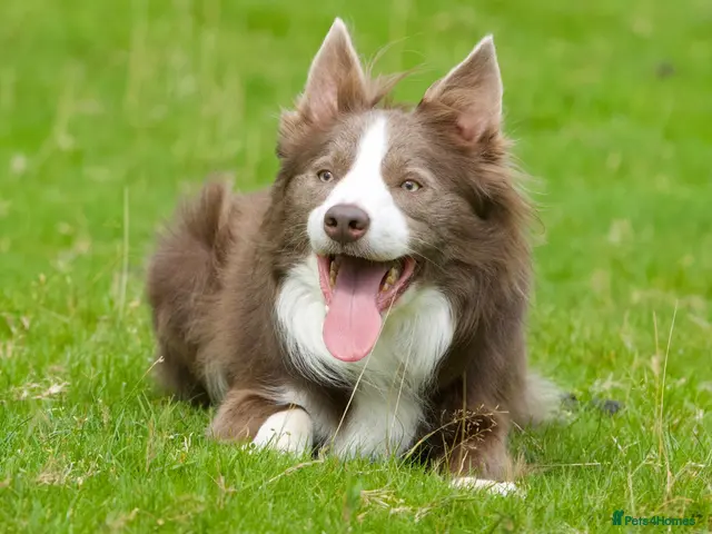 Border Collie dogs for stud: Elite proven Lilac & White DNA clear Border Collie - Advert 1