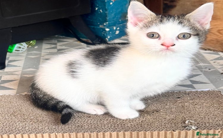 Mixed Breed cats - Advert 16