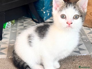 Mixed Breed cats - Advert 18