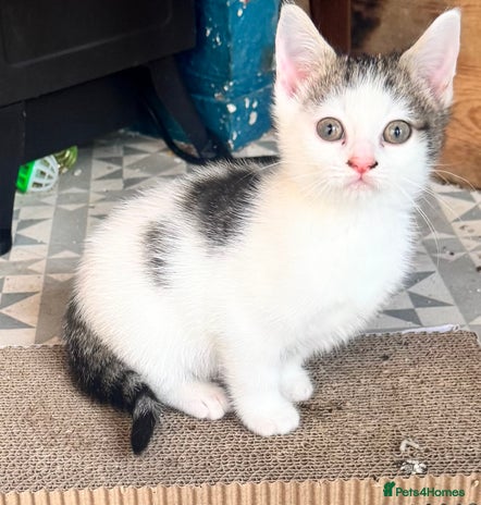 Mixed Breed cats - Advert 15