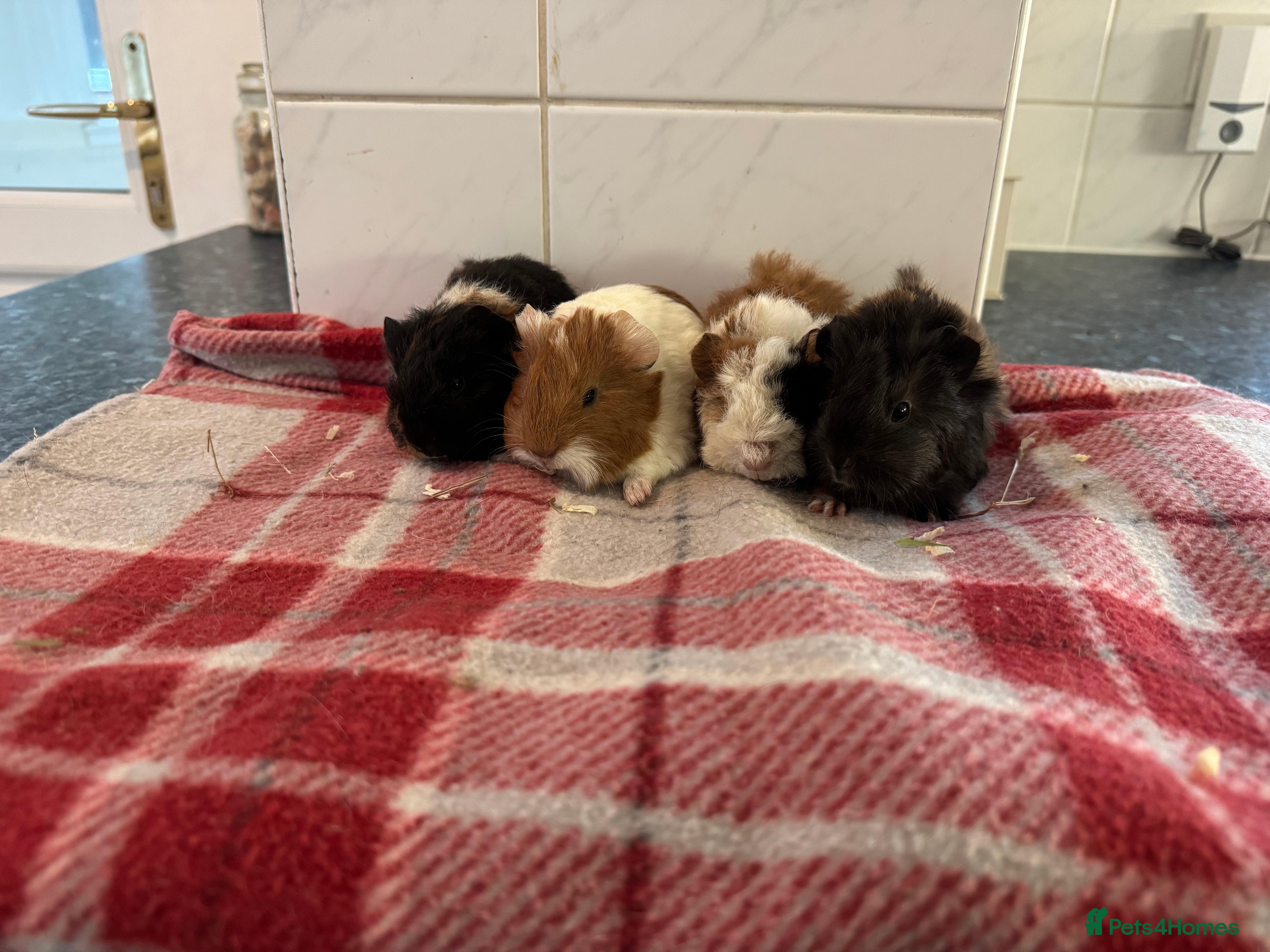 Guinea Pig rodents Beautiful baby guinea pigs  - Advert 5