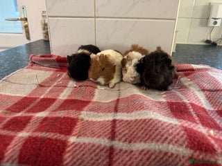 Guinea Pig rodents Beautiful baby guinea pigs - Advert 5