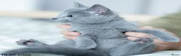 Russian Blue cats for sale: Adorable Russian Blue Kittens. - Advert 19