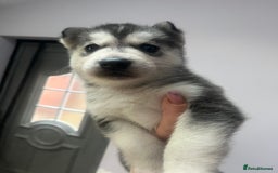 Siberian Husky dogs for sale: Siberian Husky puppies  - Advert 8