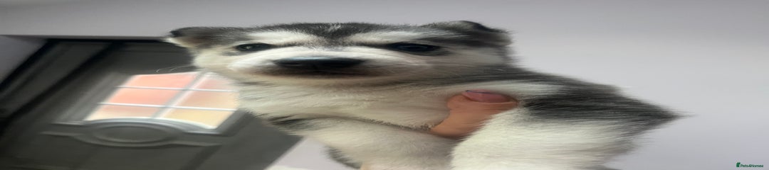 Siberian Husky Puppy 5