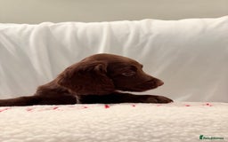 Mixed Breed dogs for sale: Daxipoo - Image 17